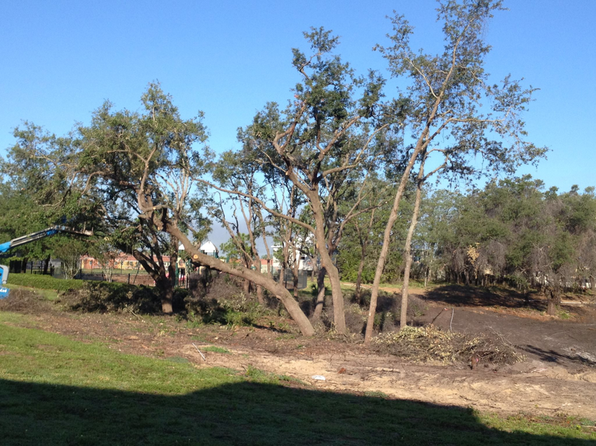 A site showing tree trimming and removal work with cut branches on the ground by Right Cut Tree in Orlando, FL.