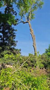 A Complete Tree Service, LLC worker performing tree trimming and removal, with cut branches on the ground in Charleston, SC.