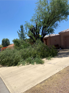 A worker in a tree performing trimming or removal services with a large pile of branches on the ground by EverBloom Landscape in Phoenix, AZ.