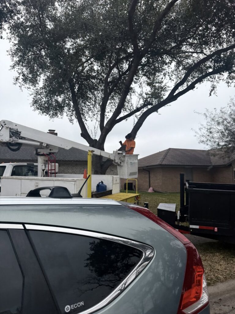 An Arbortex Tree Service worker trimming a large tree from a bucket truck in Corpus Christi, TX.