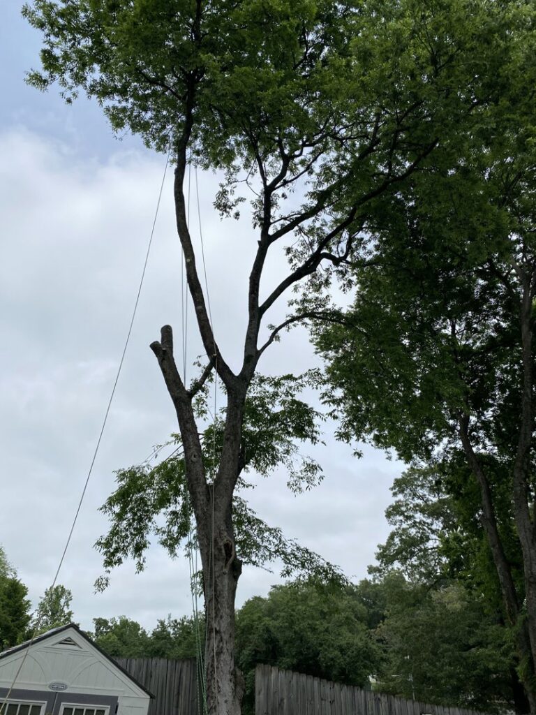 Tree trimming in progress with ropes and rigging by Lawncare lopez Tree services in Chattanooga, TN