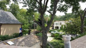 Tree service professionals trimming a large tree with branches on a roof for Andrew's Tree & Landscaping Services in San Antonio, TX