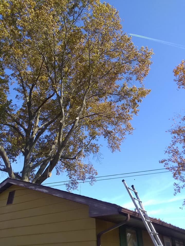 A large tree with ropes hanging, indicating active trimming or removal work by Scotty's Tree Service in Marion, IL.