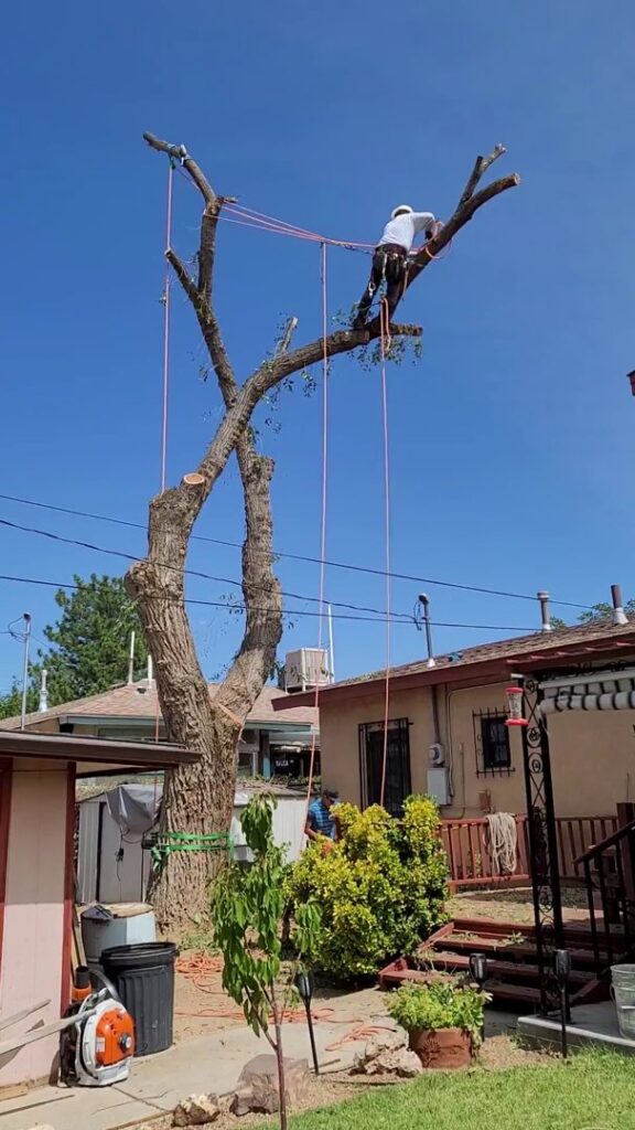 A worker safely secured with ropes while performing tree trimming for InnovationTree Specialist in Rio Rancho, NM.