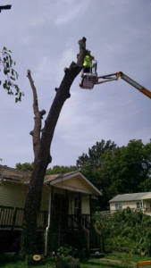 Tree trimming in progress with sawdust flying, performed by Ike's Lawn & Tree Service in Zephyrhills, FL.