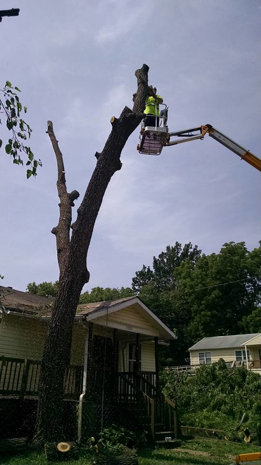 Tree trimming in progress with sawdust flying, performed by Ike's Lawn & Tree Service in Zephyrhills, FL.