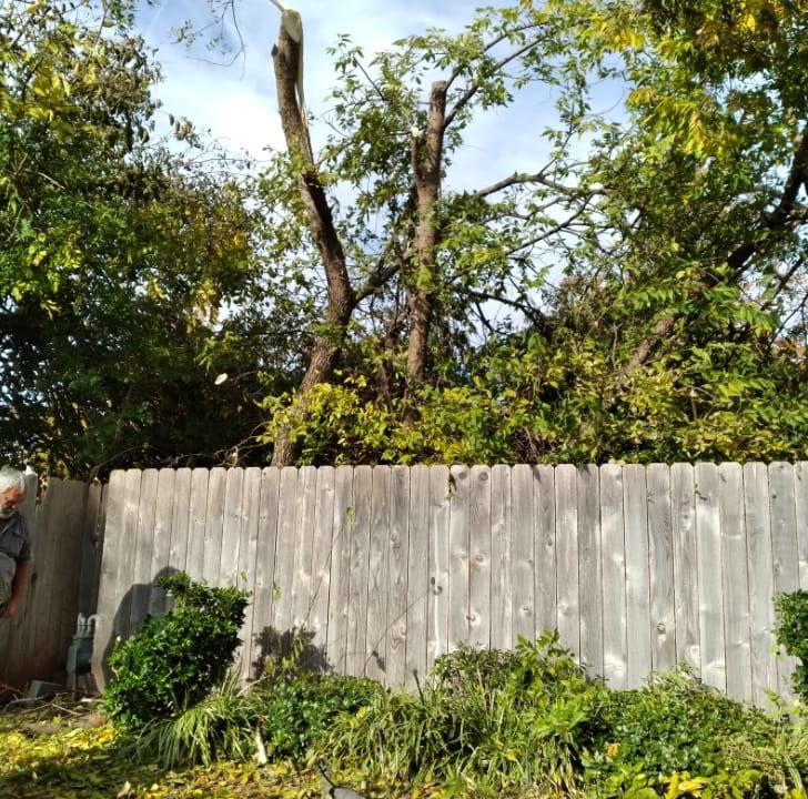 Tree trimming service in progress behind a wooden fence by All American Tree Service in Talent, OR.