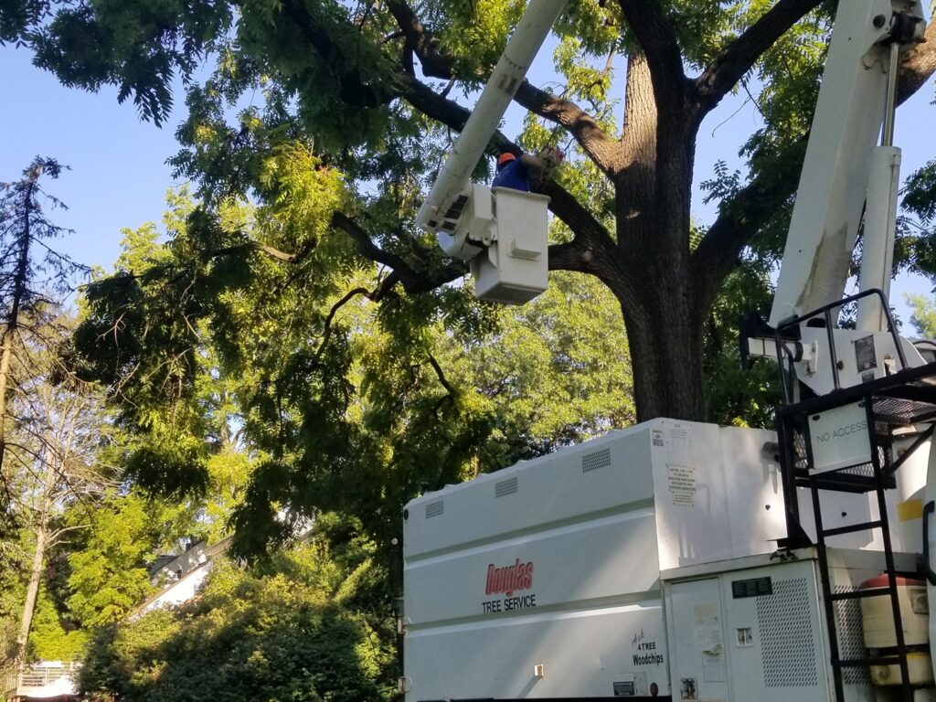 A worker in a bucket truck providing tree trimming service for Douglas Tree & Property Service in Lancaster, PA.