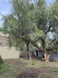 A ladder and chainsaw next to a tree with trimmed branches, showing tree trimming service by Green River Utilities in Caldwell, ID.