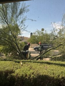 Two arborists from Tempe Tree Service Pros trimming a tree with a chainsaw in Tempe, AZ