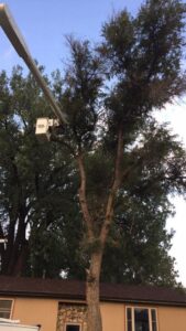 A bucket truck performing tree trimming on a tall evergreen tree, a service from Beaver Creek Tree Service in Penns Grove, NJ.
