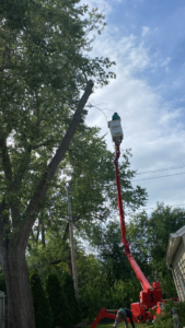 A tree service worker in a bucket lift trimming a tall tree with another worker on the ground for KD Tree Service Charleston, SC.