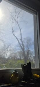 A tree being trimmed by Clever Tree Service LLC, viewed from a window in St. Louis, MO.