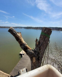 A view from a bucket lift showing a recently cut tree trunk with a strap, overlooking a lake, performed by D&M Tree and Land Services in Macon, GA.