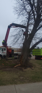 Professional tree trimming in progress with a boom lift by Lp Tree Service in Janesville, WI