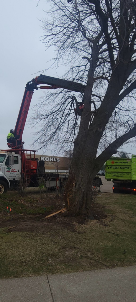 Professional tree trimming in progress with a boom lift by Lp Tree Service in Janesville, WI