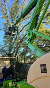A TreeWorld arborist in Jacksonville, FL, uses a green boom lift to safely trim branches from a large tree.