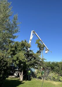 A Bozeman Arborcare Tree Service LLC arborist in a bucket truck trimming a tree, with a ground crew member assisting in Bozeman, MT.