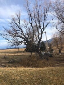 A Bozeman Arborcare Tree Service LLC arborist trimming a large, bare tree using a bucket truck, with branches on the ground in Bozeman, MT.