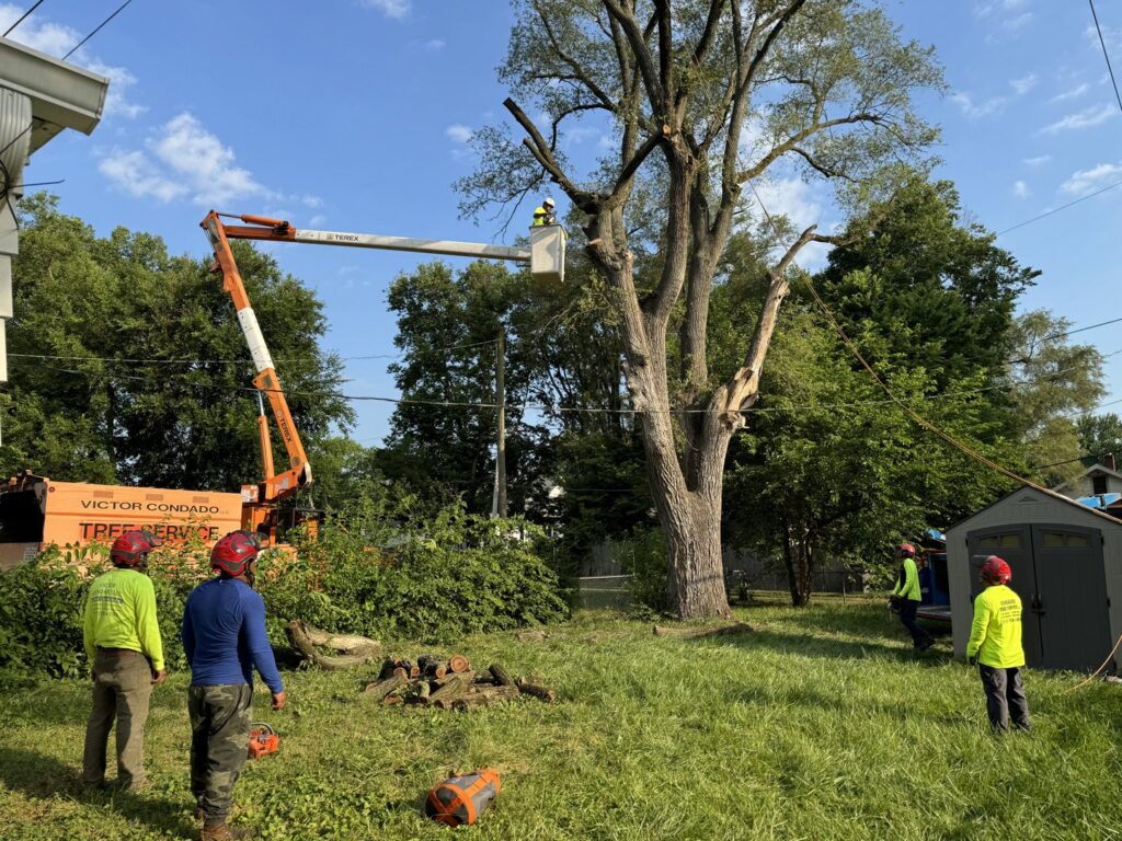 A tree service crew performing tree trimming with a bucket truck and ground support by Condados Tree Service LLC in Indianapolis, IN.