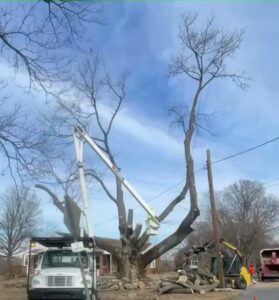 Tree trimming in progress with a bucket truck and logs on the ground by EK Tree Service in Lancaster, PA.