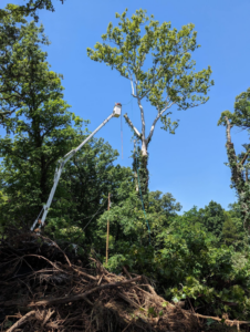 A worker in a bucket truck performing tree trimming services for Hughes Tree Service in Murfreesboro, TN.