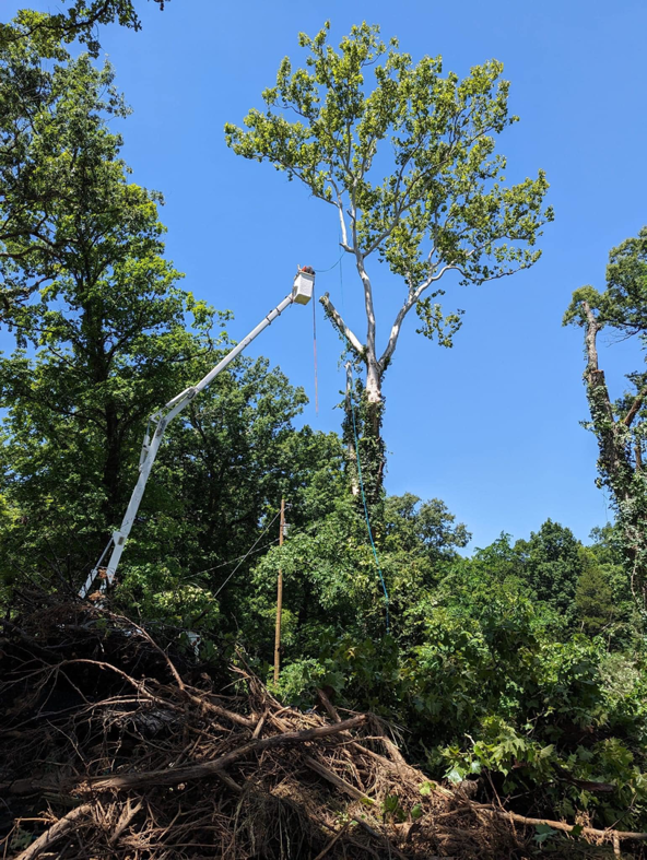 A worker in a bucket truck performing tree trimming services for Hughes Tree Service in Murfreesboro, TN.