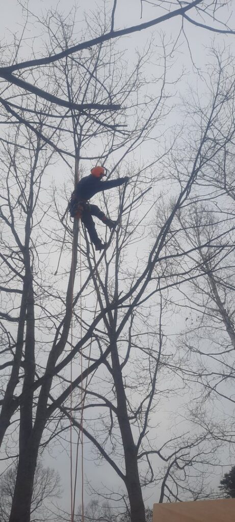 Tree trimming in a residential area using a bucket truck by Two Daughters Trees & Driveways in Saco, ME.