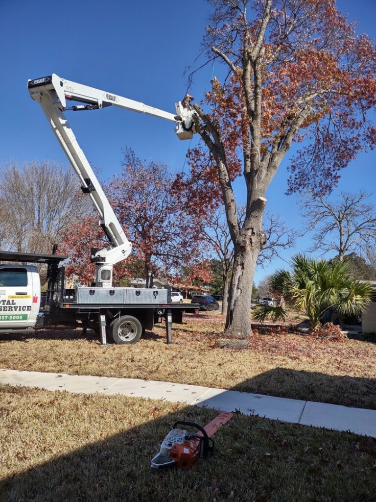 A tree service worker trimming a large tree using a bucket truck for S.A. Total Tree Service in San Antonio, TX