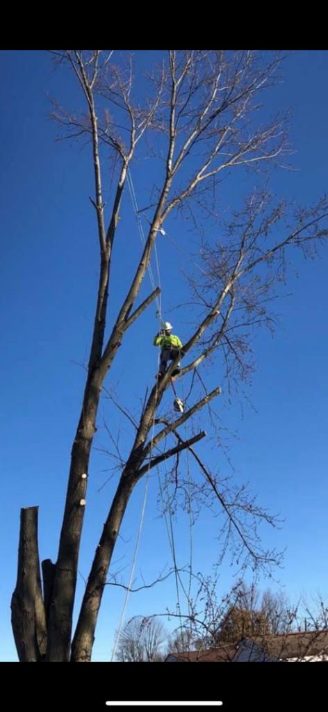 A professional performing tree trimming with a chainsaw and ropes for Arbor barber tree service in Lakeville, MN.
