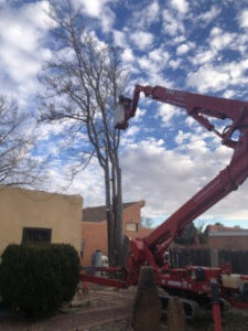 A Kiki's Tree Service professional using a red aerial lift to trim a tall tree in Albuquerque, NM.