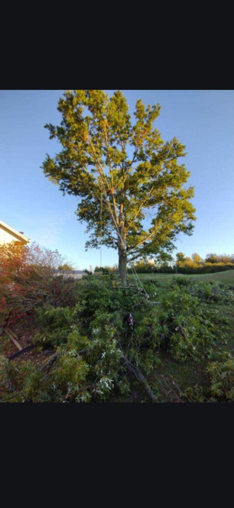 A tall tree being trimmed with ropes and surrounded by cut branches on the ground by Abbas' Arbor Care LLC in Kansas City, MO.