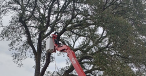 A tree service professional trimming branches from a large tree using a spider lift at GrowGreen Professional Tree Service in Baton Rouge, LA.