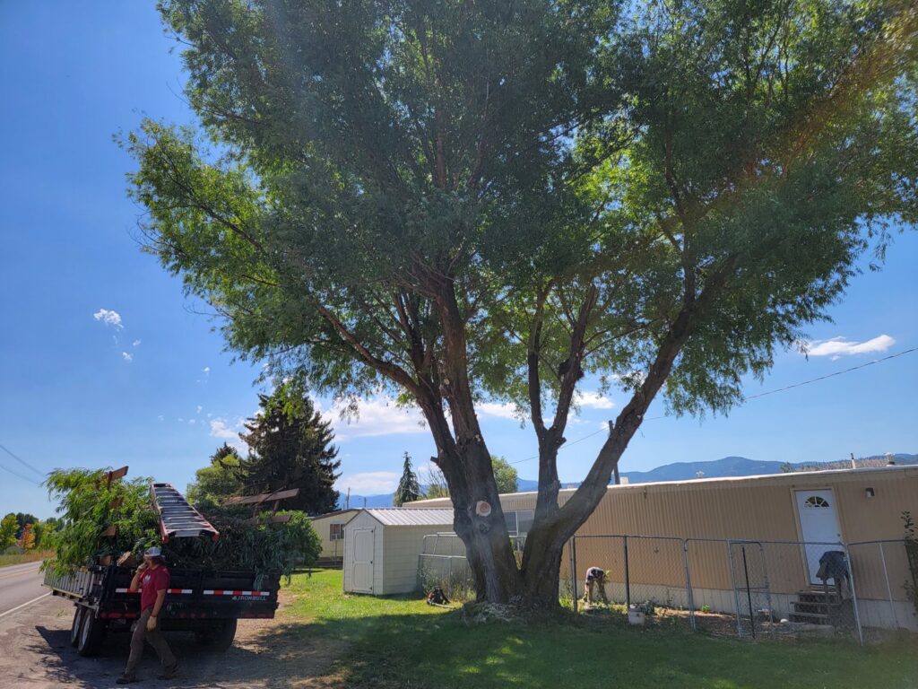 A worker performing tree trimming with a wood chipper and trailer in the background for PJ's Tree Service in Missoula, MT.