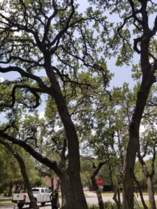 A tree trimming work site with a white truck and worker visible among large trees by Moreno Tree Services in San Antonio, TX.