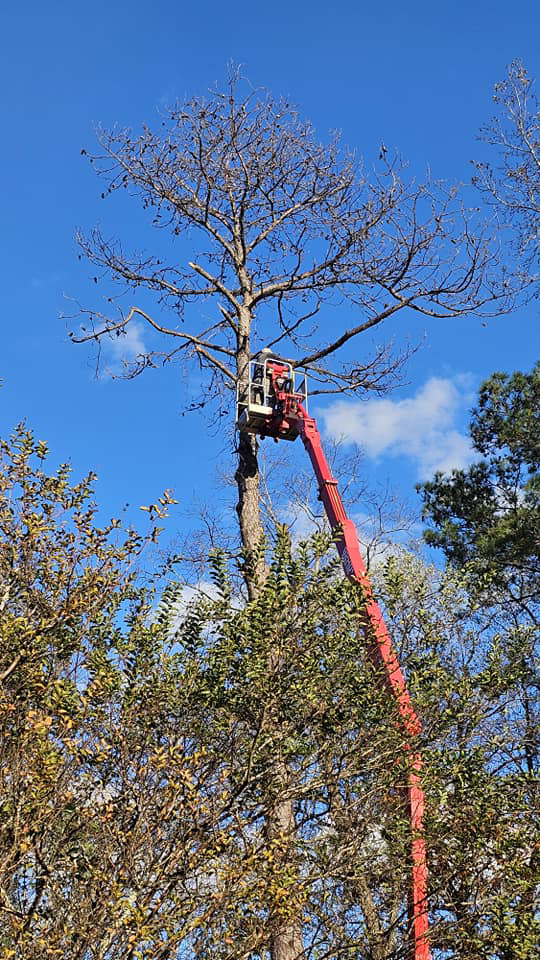 A close-up of a worker in a red boom lift trimming branches from a tall tree for East Alabama Tree Service in Auburn, AL