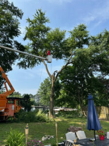 A tree service worker in a bucket lift trimming a large tree for A New Image Property Maintenance in Olive Branch, MS.