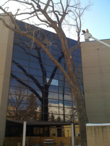 A tree service worker in a bucket lift performing tree trimming for Aesthetic Tree Service in Denver, CO.