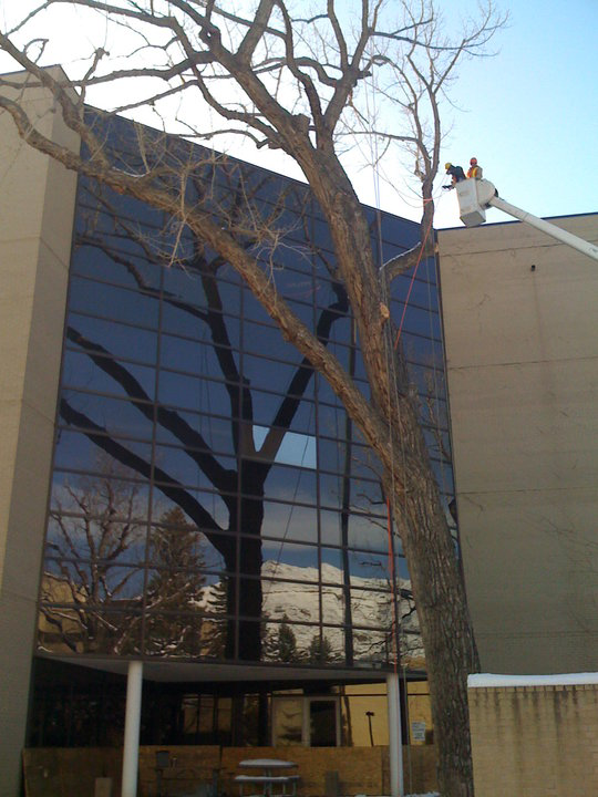 A tree service worker in a bucket lift performing tree trimming for Aesthetic Tree Service in Denver, CO.