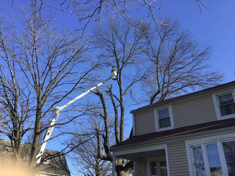 A worker in a bucket lift trimming a large tree near a house for Baltimore Tree Experts in Baltimore, MD.