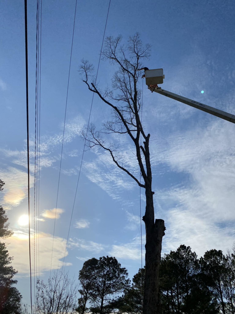 A tree service worker in a bucket lift trimming a tall tree near power lines for GNC Tree Service, LLC in Columbia, SC.