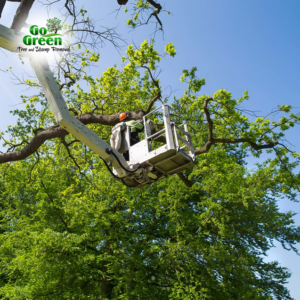 A tree service worker in a bucket lift trimming a large tree for Go Green Tree and Stump Removal in Blue Springs, MO.