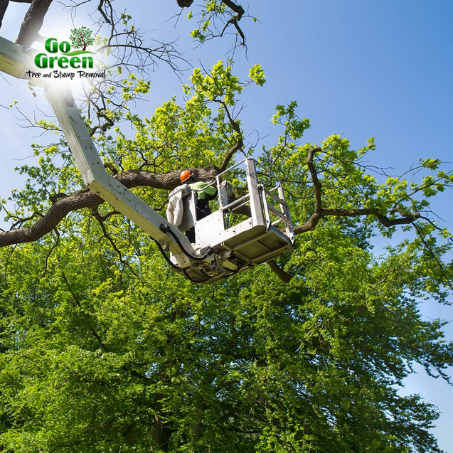 A tree service worker in a bucket lift trimming a large tree for Go Green Tree and Stump Removal in Blue Springs, MO.