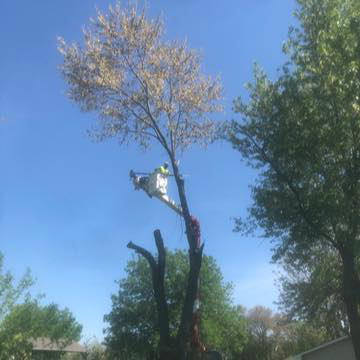 A tree service worker in a bucket lift performing tree trimming services for Griffis Tree and Lawn in Council Bluffs, IA.