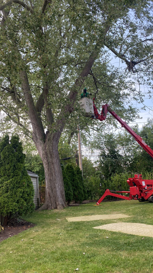 A tree service worker in a bucket lift trimming a large tree in a backyard by KD Tree Service Charleston, SC.