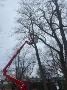A tree service worker in a bucket lift trimming branches from a tall tree for KD Tree Service Moore in Moore, OK.