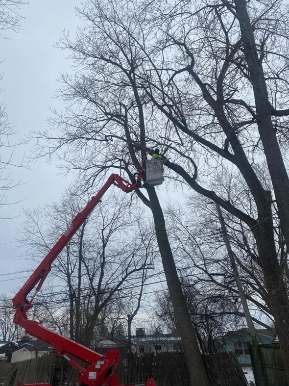 A tree service worker in a bucket lift trimming branches from a tall tree for KD Tree Service Moore in Moore, OK.