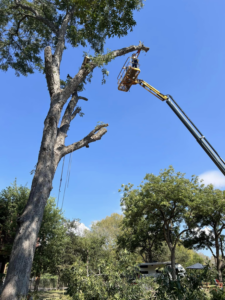 A worker in a bucket lift cutting branches from a tall tree, showcasing tree trimming services by Manuel's Tree Service in San Antonio, TX