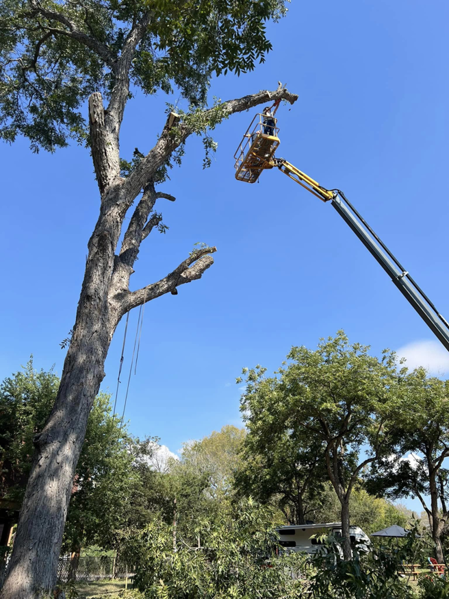 A worker in a bucket lift cutting branches from a tall tree, showcasing tree trimming services by Manuel's Tree Service in San Antonio, TX