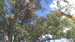 A tree service worker in a bucket lift trimming a large tree for Moore's Tree Service in East Hanover, NJ.